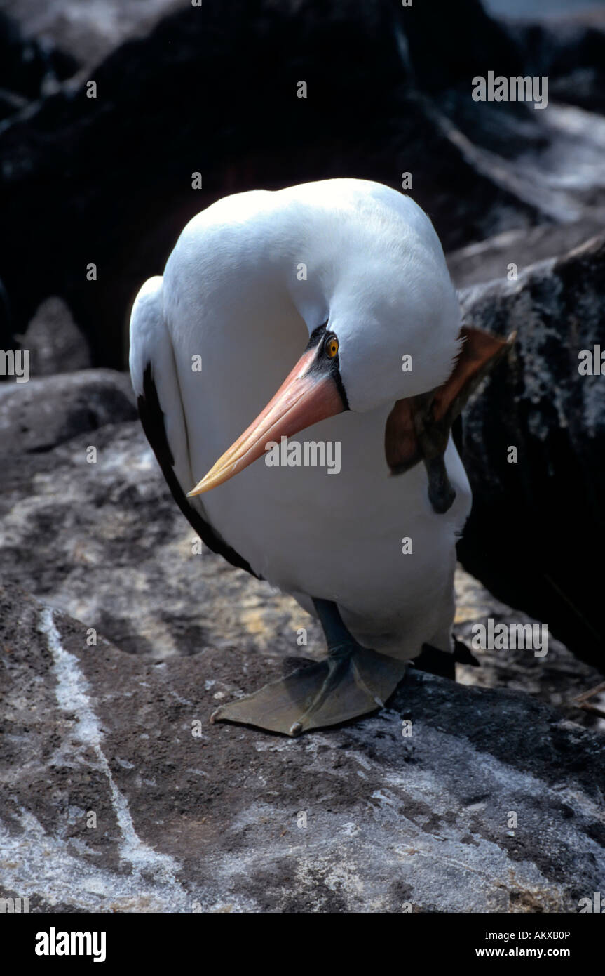Masked Booby (Sula dactylatra) scratching his head Stock Photo