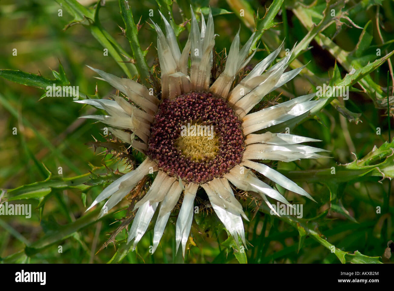 Flower of the Silver thistle (Carlina acaulis) Stock Photo