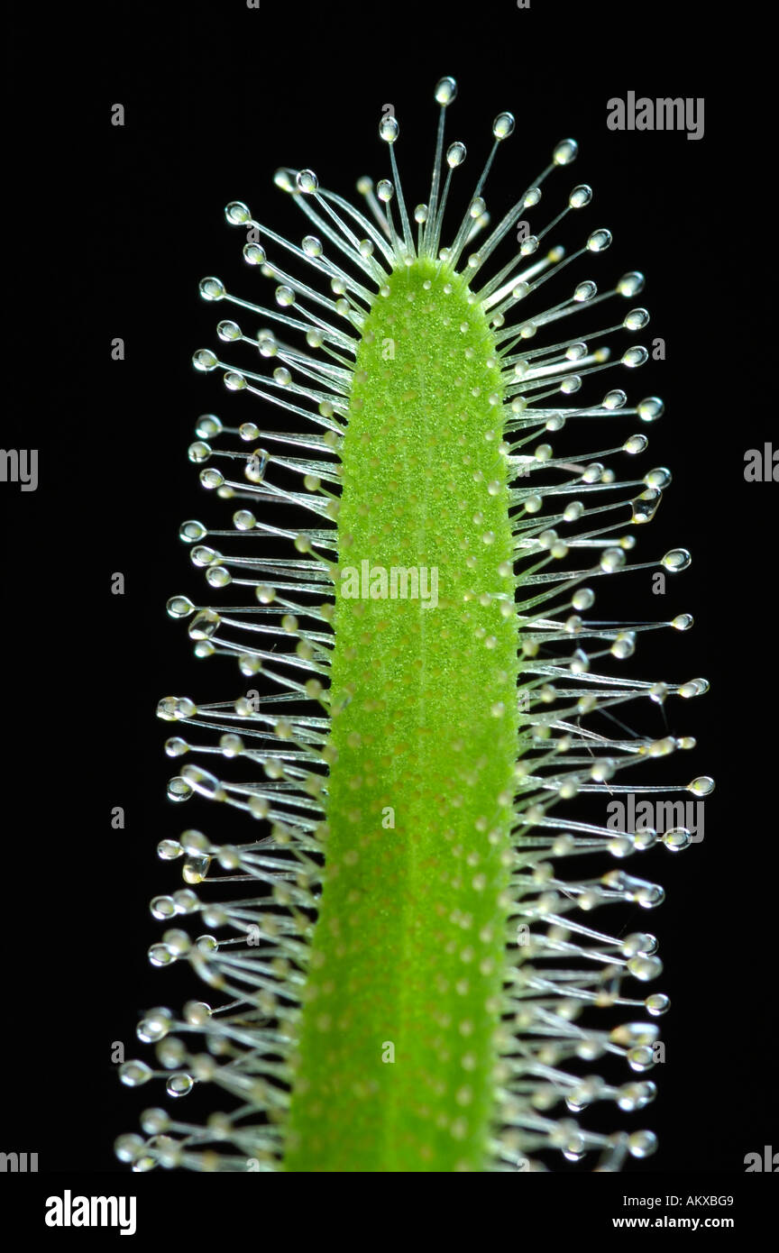 CapeSundew, African Sundew Drosera capensis Stock Photo Alamy