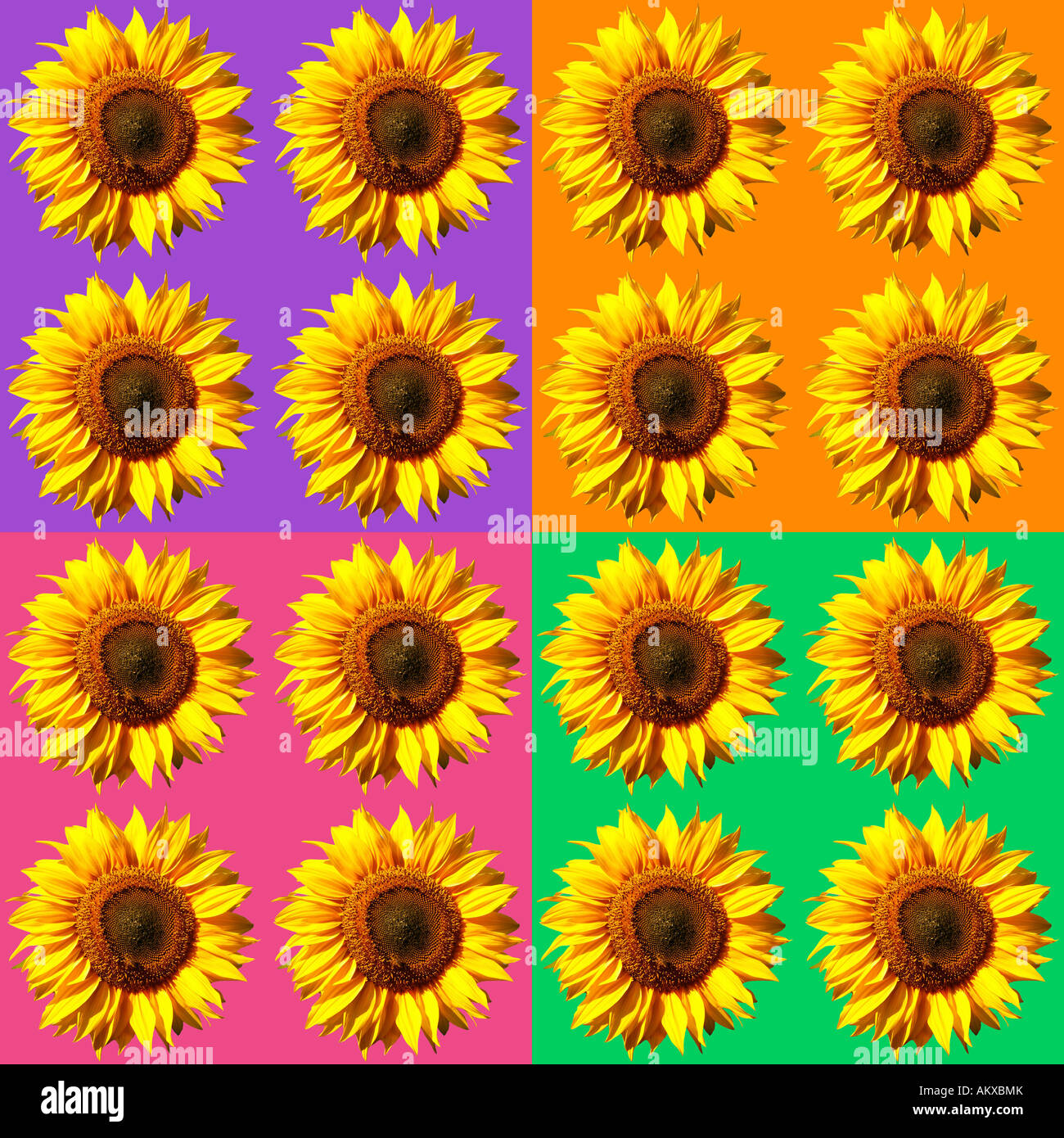 Sunflower pattern, colorful, background, poster, pattern Stock Photo