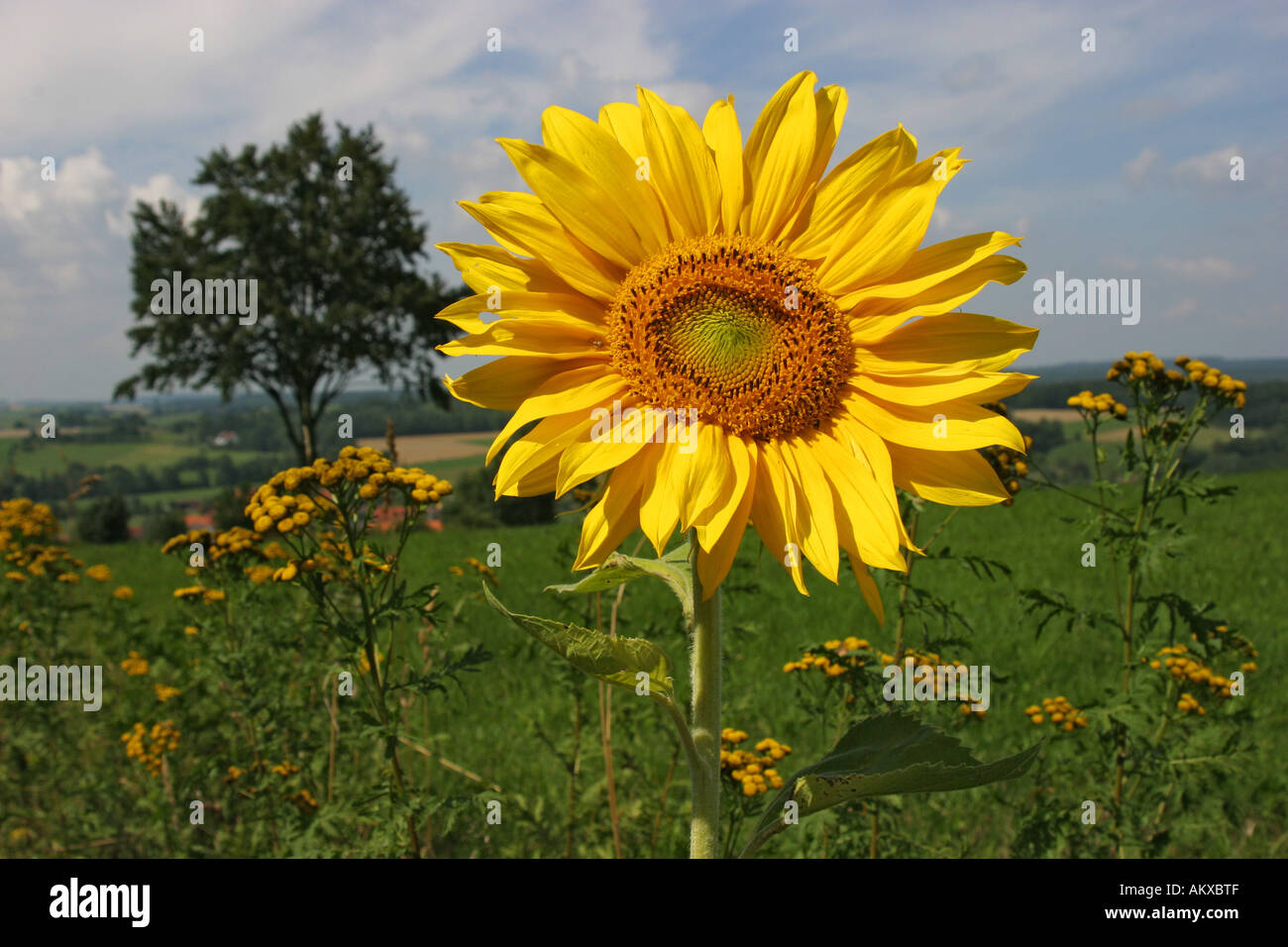 Blooming sunflower Helianthus annuus in front of richly structured landscape with single tree Stock Photo