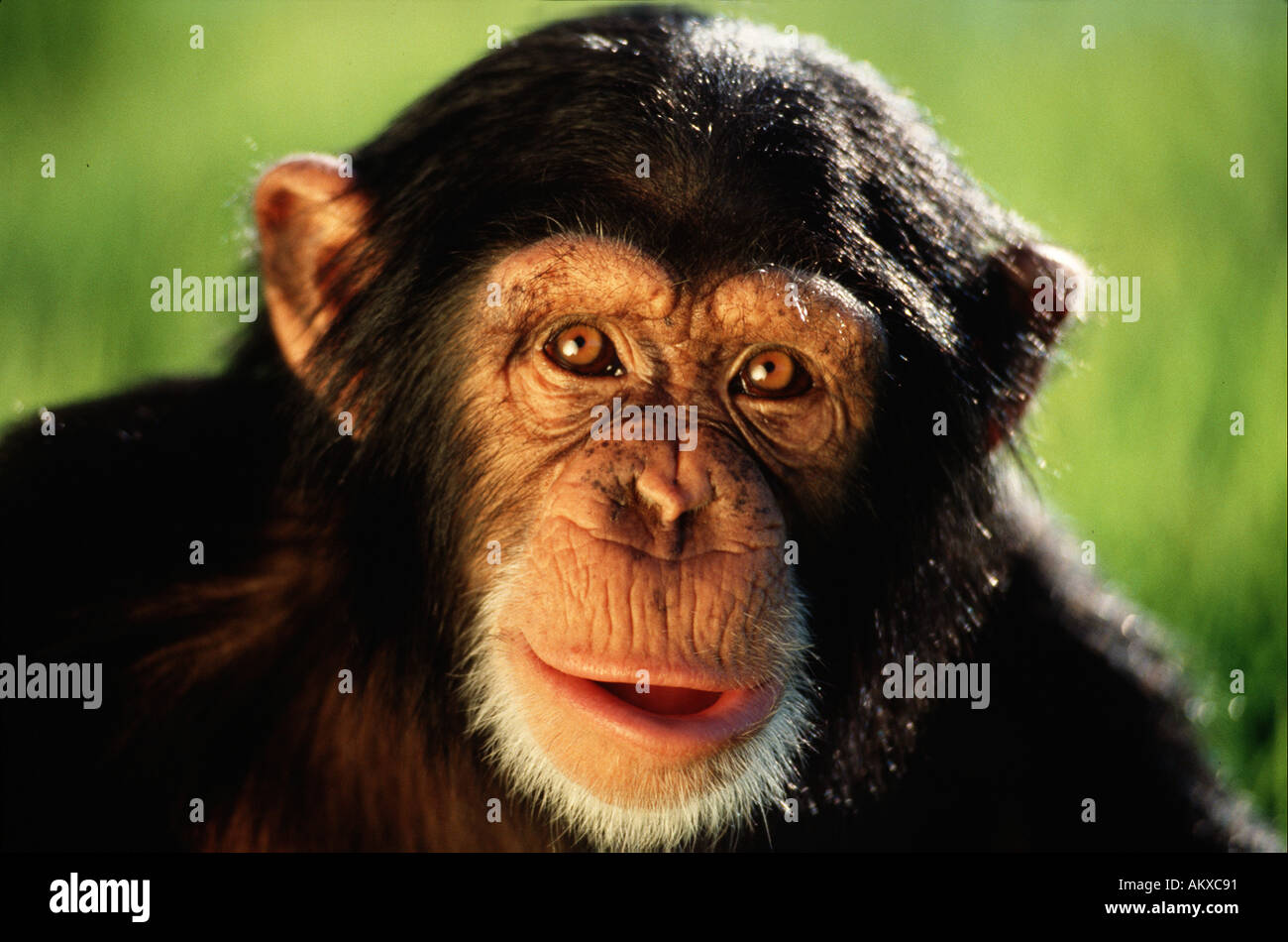 Common chimpanzee Pan troglodytes verus Stock Photo