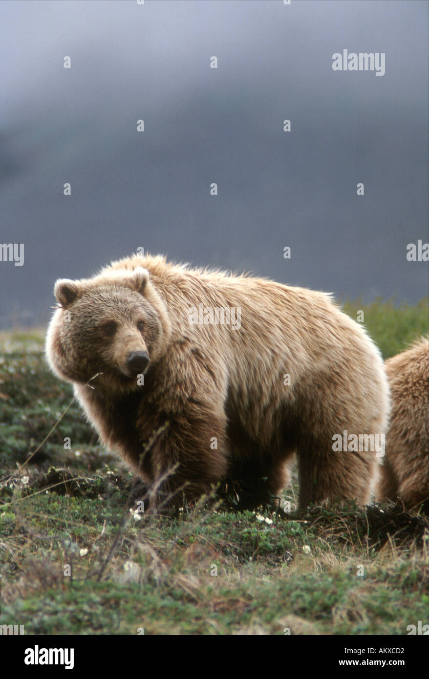 Profile portrait of a Grizzly Bear walking on a grassy slope with misty mountains in the background Denali National Park Al Stock Photo