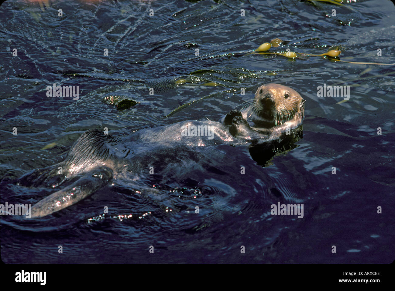 Sea Otter, Enhydra lutris,  Floating in Kelp Beds, Monterey, California Stock Photo