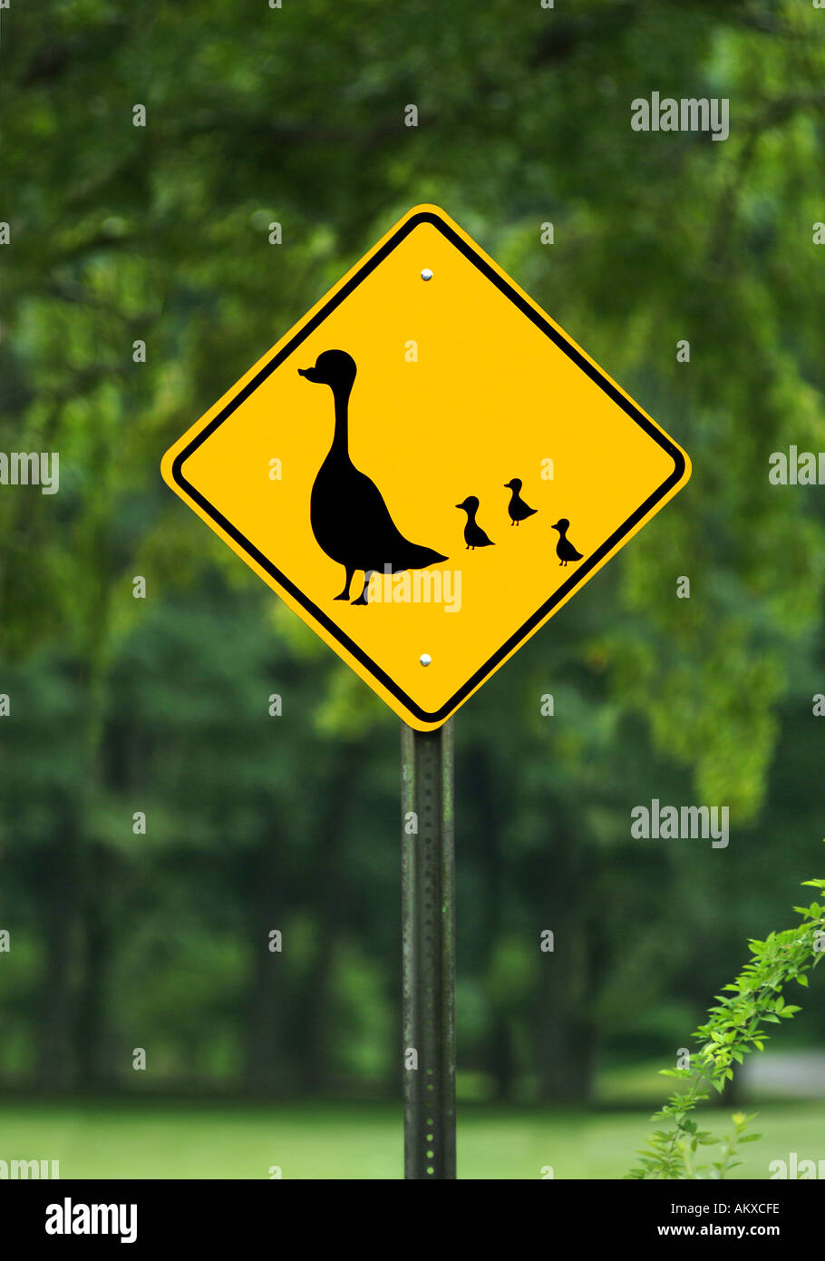 Duck Crossing Sign Stock Photo