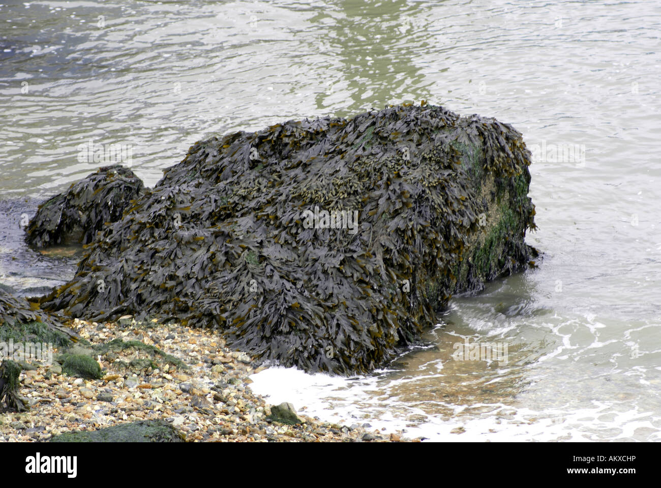 Slimy Rocks Slimy rocks on the beach hi-res stock photography and images - Alamy