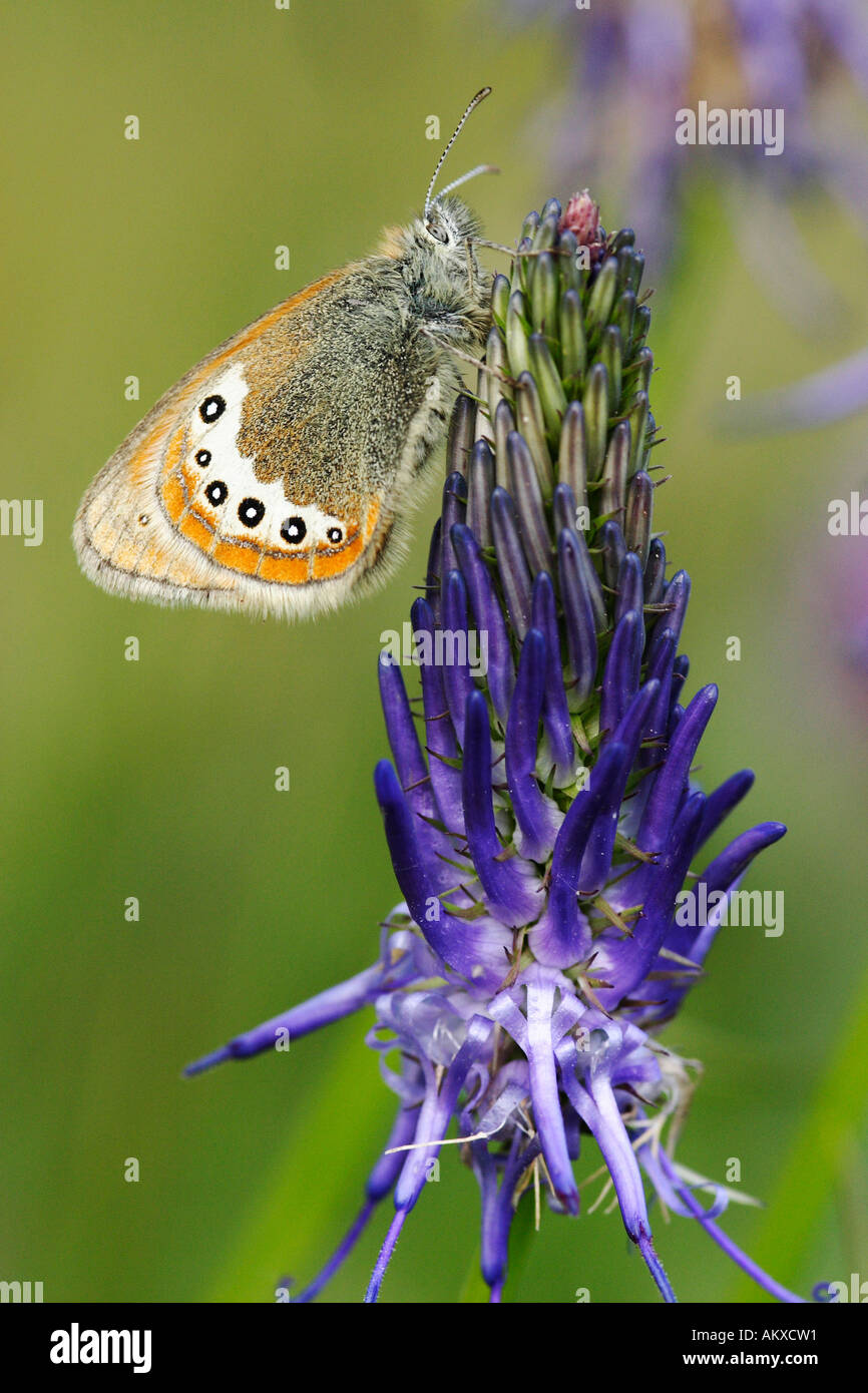 blue butterfly (Albulina orbitulus) on rampion (Phyteuma nigrum) Stock Photo