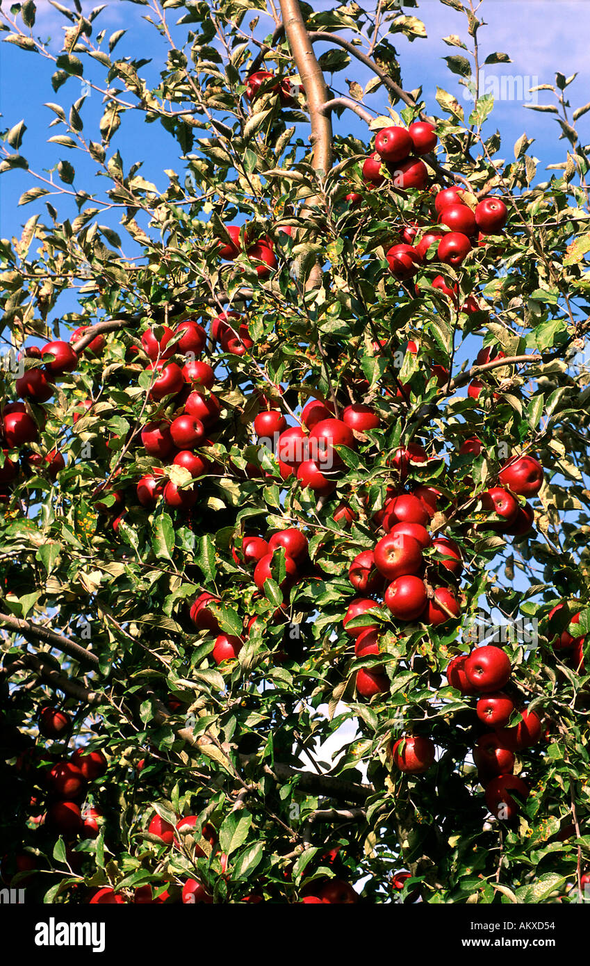 Red Delicious Apples Apple Orchard New Jersey USA Stock Photo