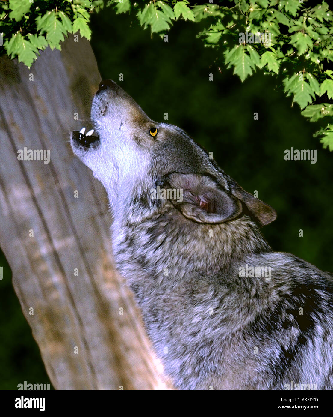Grey Wolf captive howling Utah Stock Photo Alamy