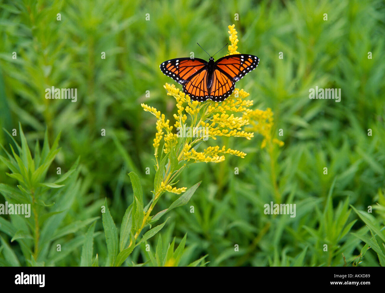 A Monarch Butterfly rests on a mustard plant Colorado Stock Photo