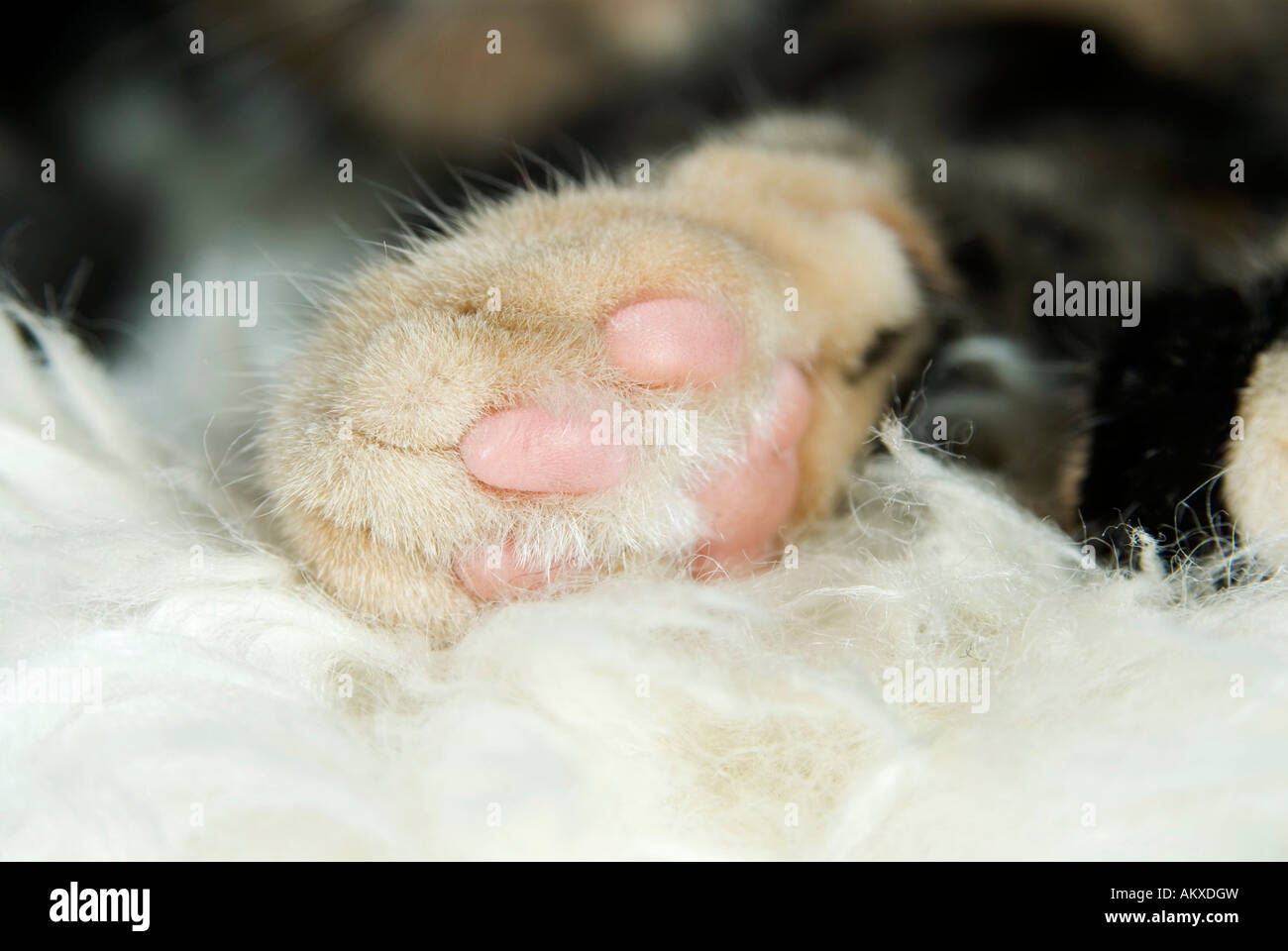 Paw of a cat Stock Photo