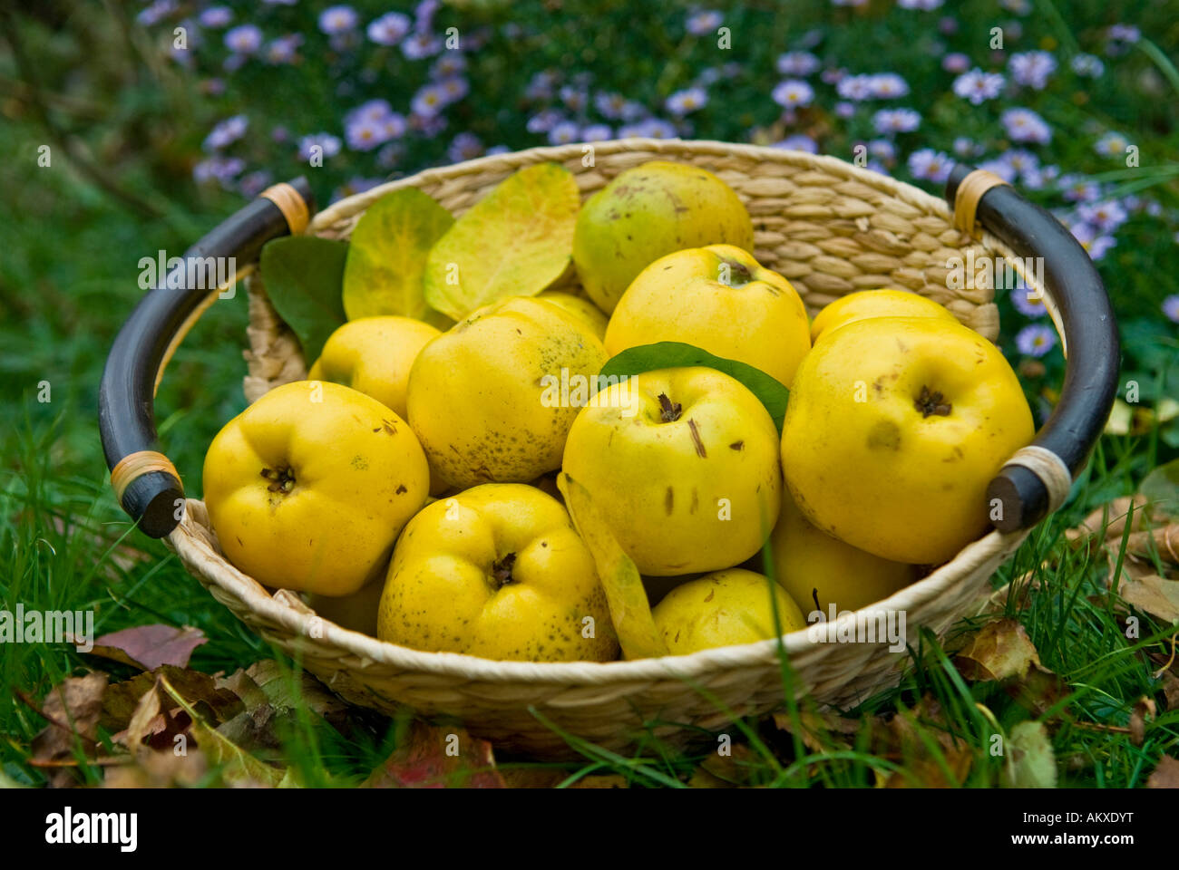 Basket with freshly harvested quinces (Cydonia oblonga) Stock Photo