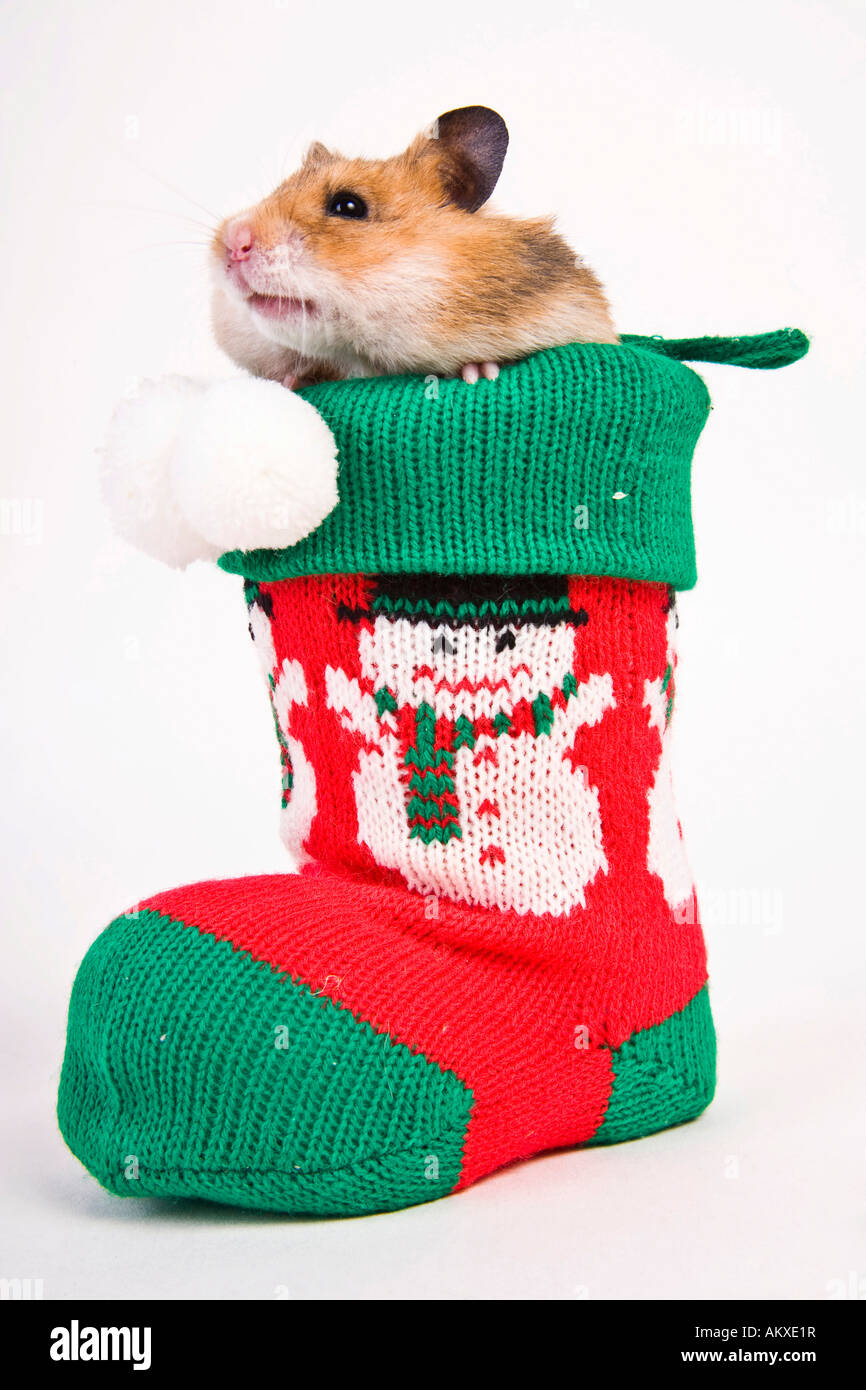 Golden hamster as an present Stock Photo