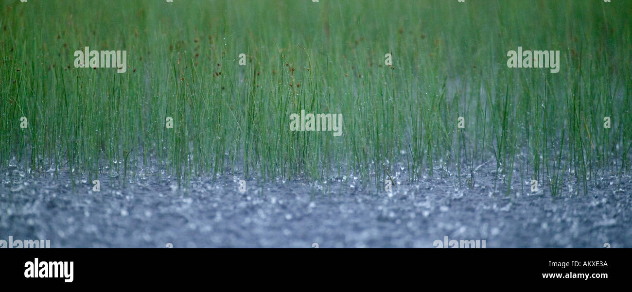 Rain patter hi-res stock photography and images - Alamy