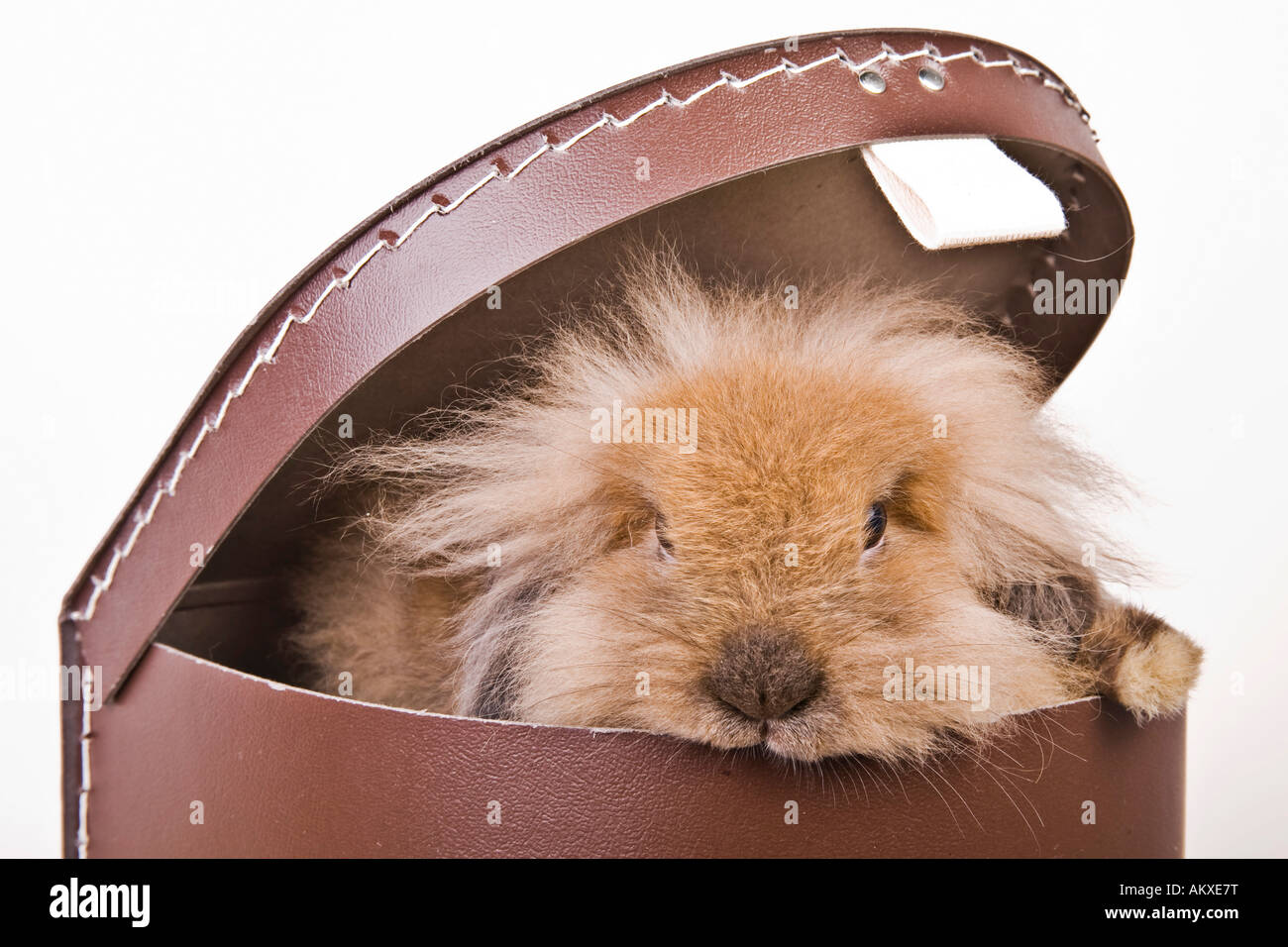 Rabbit in a carton Stock Photo