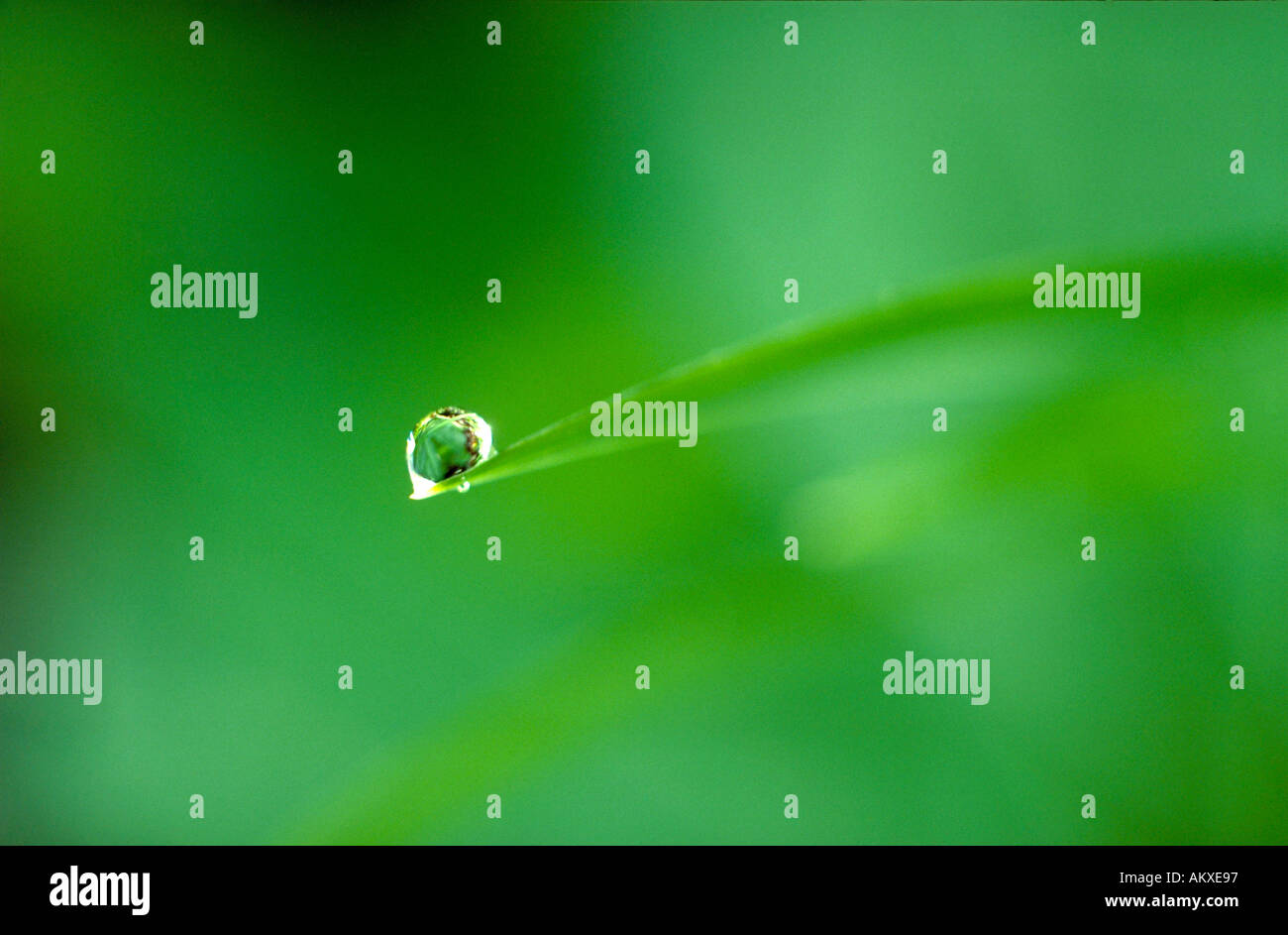 Dewdrop glistens atop a single blade of grass. Stock Photo