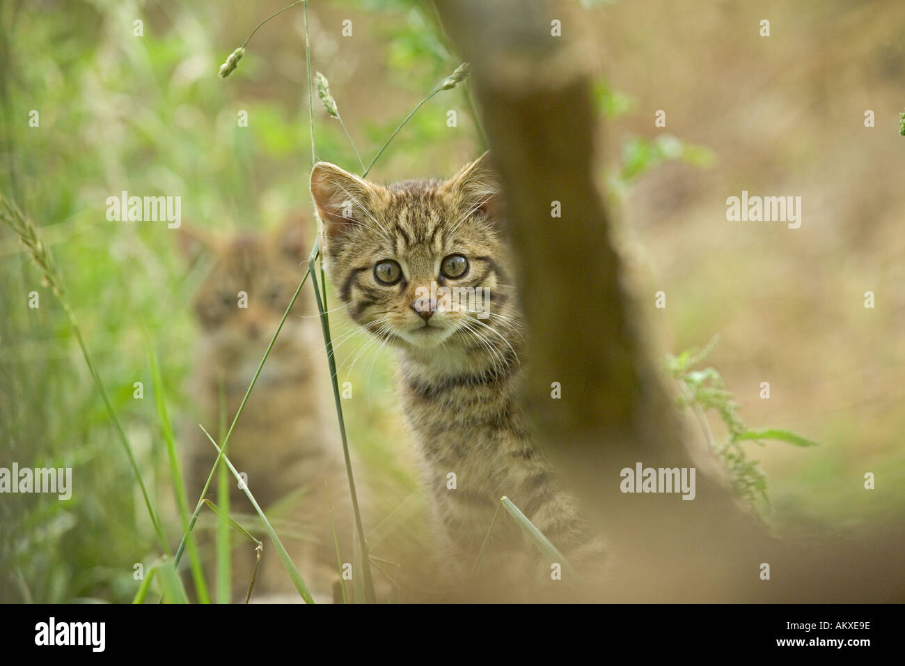 Scottish Wildcat kitten Felis silvestris Stock Photo