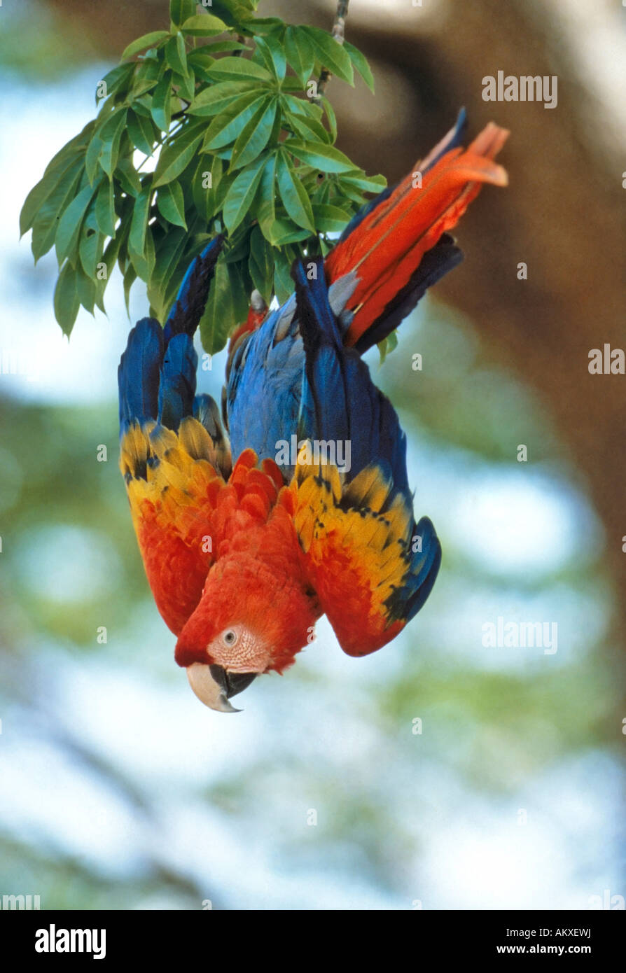 Scarlet macaw Ara macao Costa Rica Stock Photo