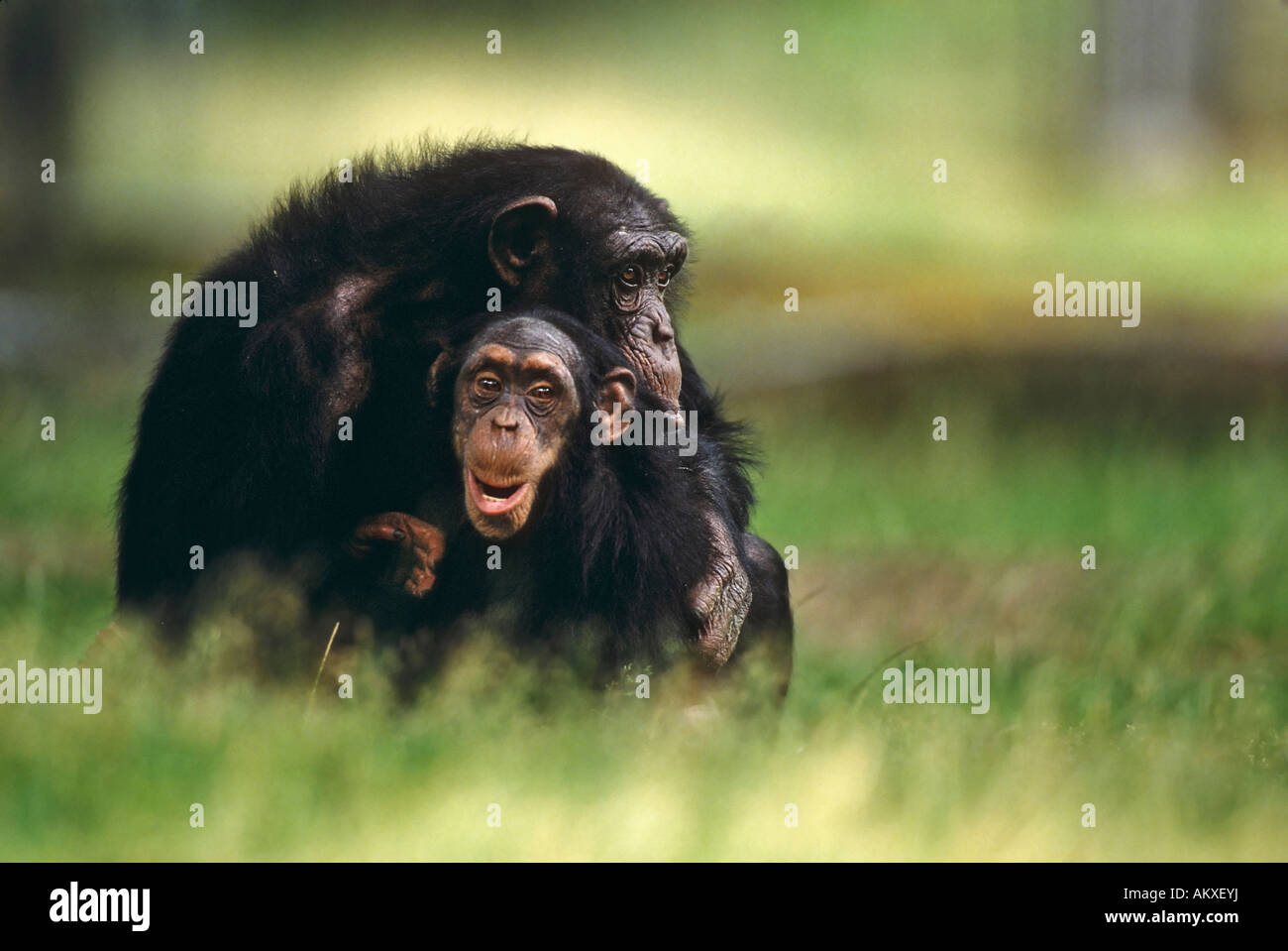 Chimpanzee Pan troglodytes Stock Photo