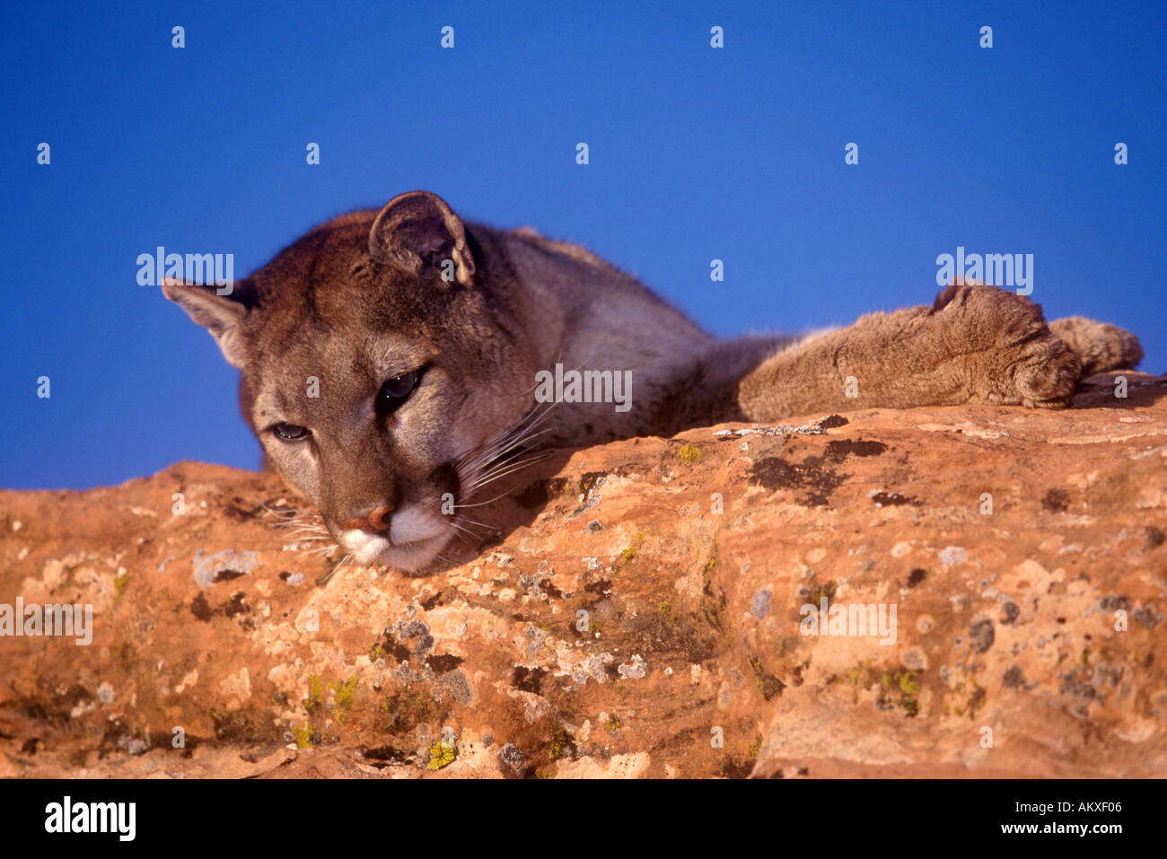 Mountain Lion reclining on sandstone ledge Stock Photo
