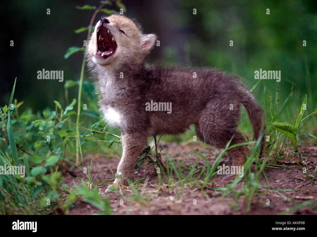 Coyotes howling hires stock photography and images Alamy