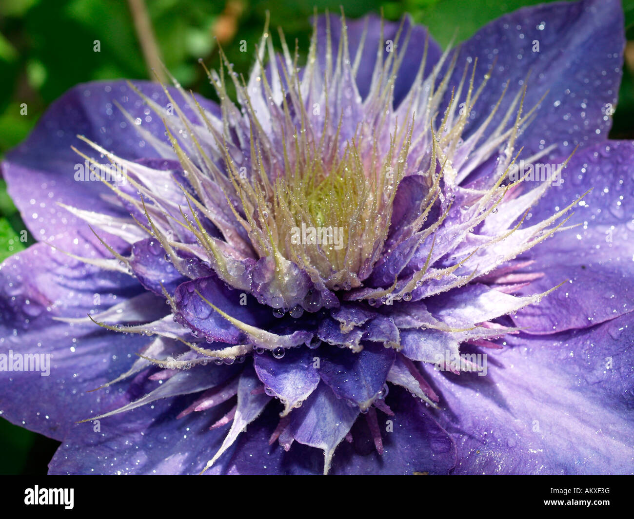 Clematis (Multiblue Clematis/Clematite) with waterdrops Stock Photo
