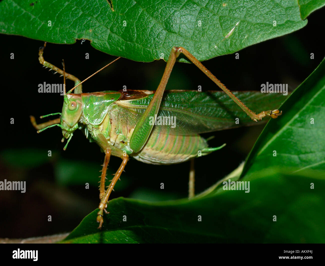 Great green bush-cricket (Tettigonia viridissima), male Stock Photo