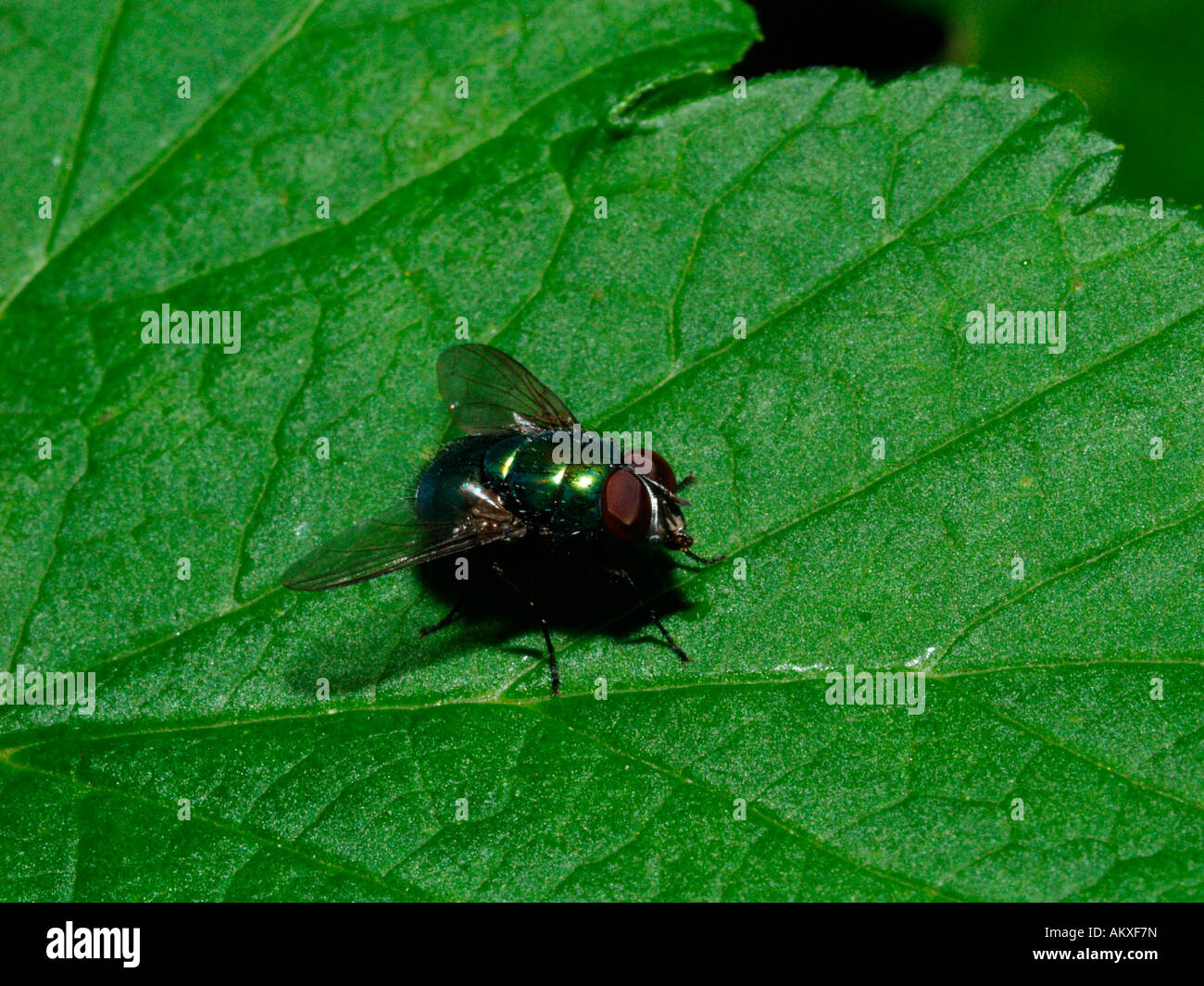 Green bottle fly (Lucilia sericata) Stock Photo