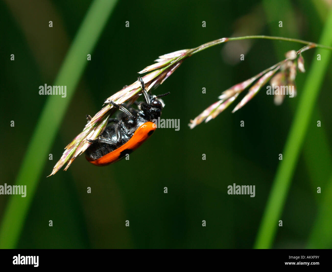 Burying beetle on a tall oatgrass (Arrhenatherum elatius) Stock Photo