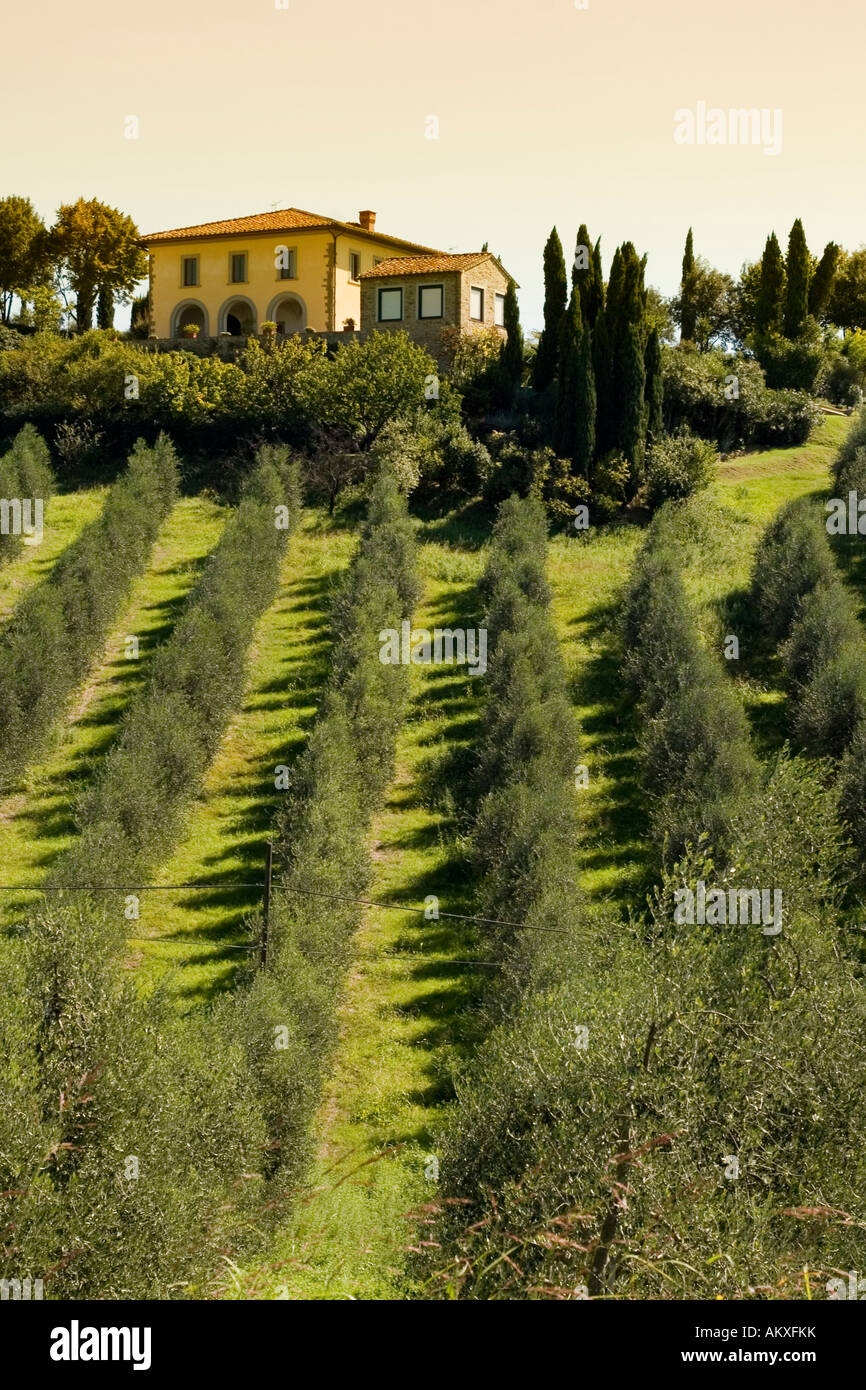 House on olive grove in Tuscany Stock Photo