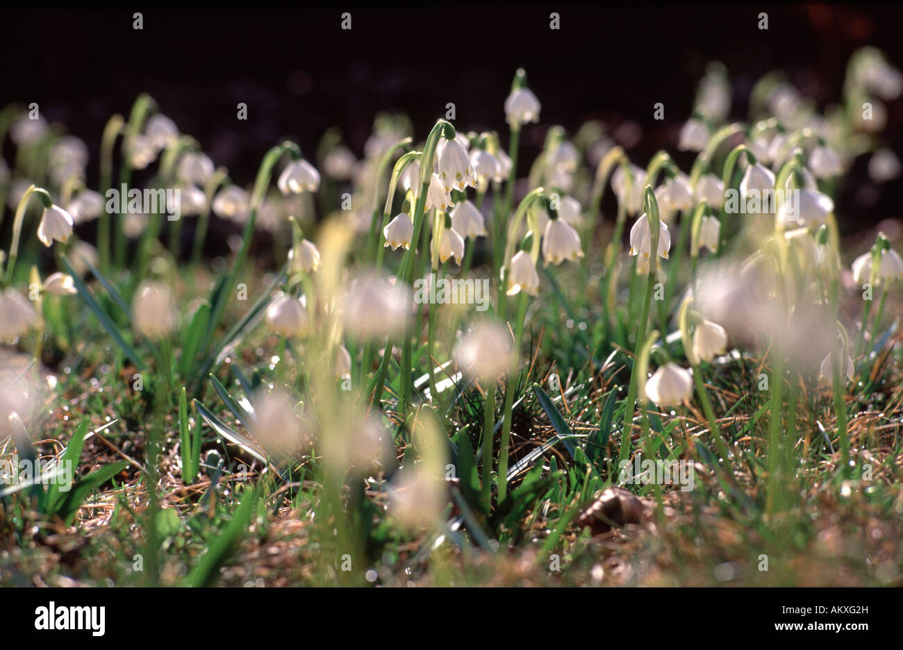 Meadow with Spring Snowflakes (Leucojum vernum L.) Stock Photo