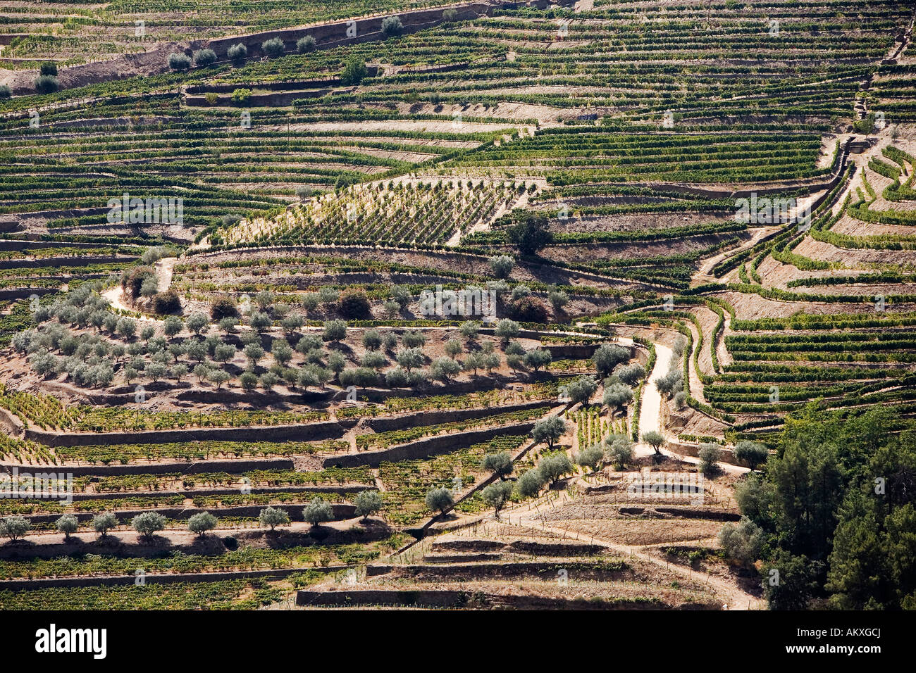 Detail of vineyards in the Douro Valley, Northern Portugal Stock Photo