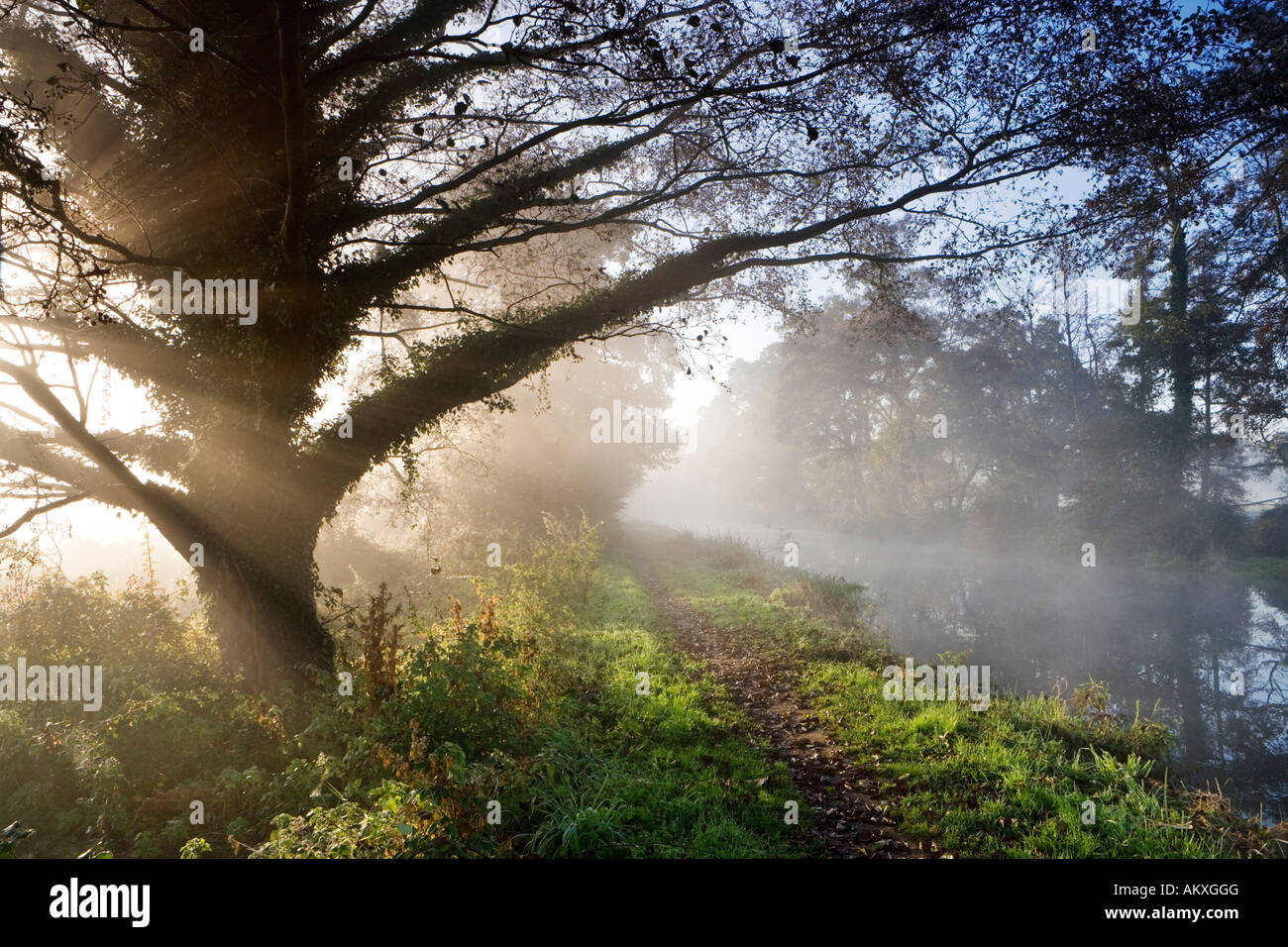 Misty dawn, River Wey Navigation, near Guildford, Surrey, UK Stock Photo