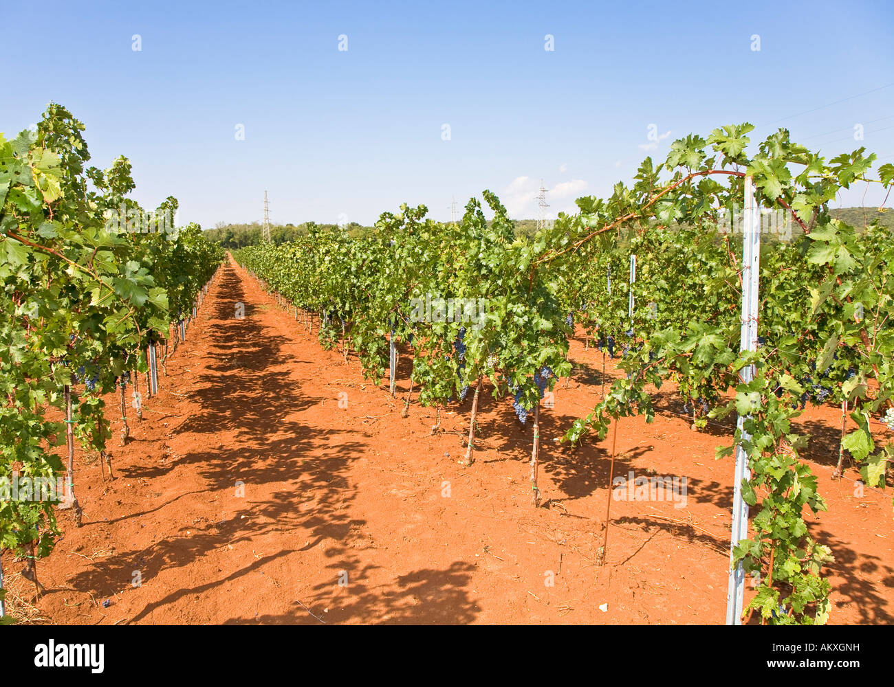 Red vines Stock Photo
