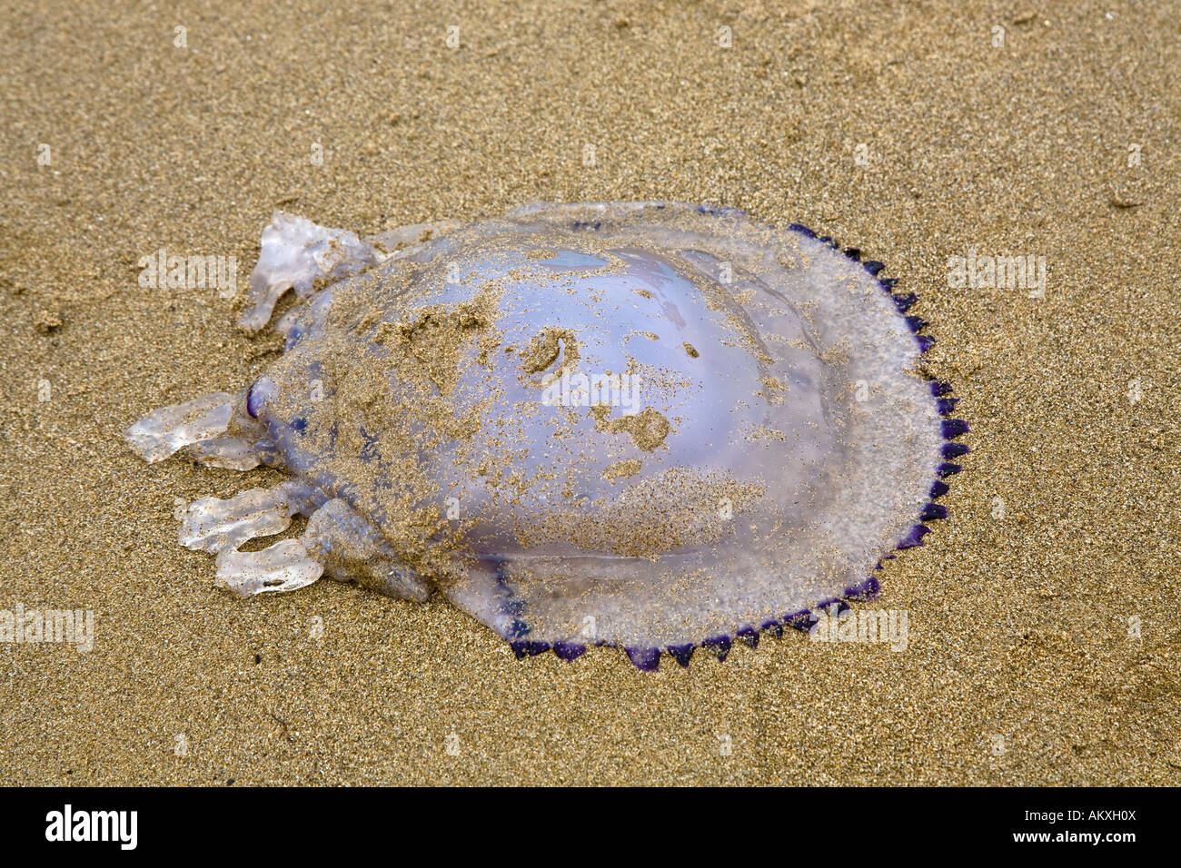 Jellyfish Medusa alluvial on the beach Tuscany Italy Stock Photo