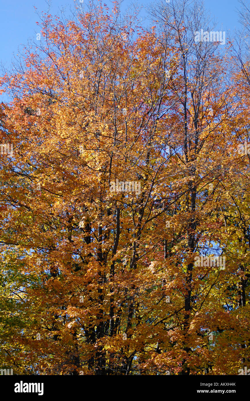 Autumn Colours, Colors of Fall Stock Photo