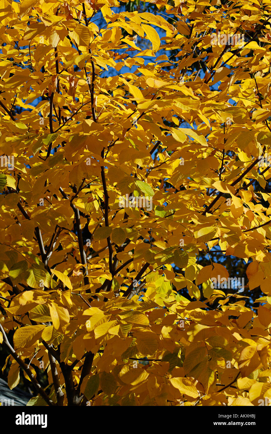 Yellow Tree Leaves in Autumn Stock Photo - Alamy