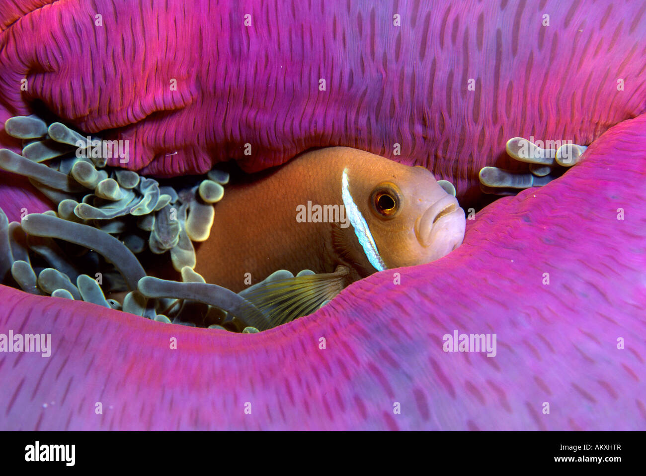 White-maned anemonefish or pink anemonefish, Amphiprion perideraion. Stock Photo