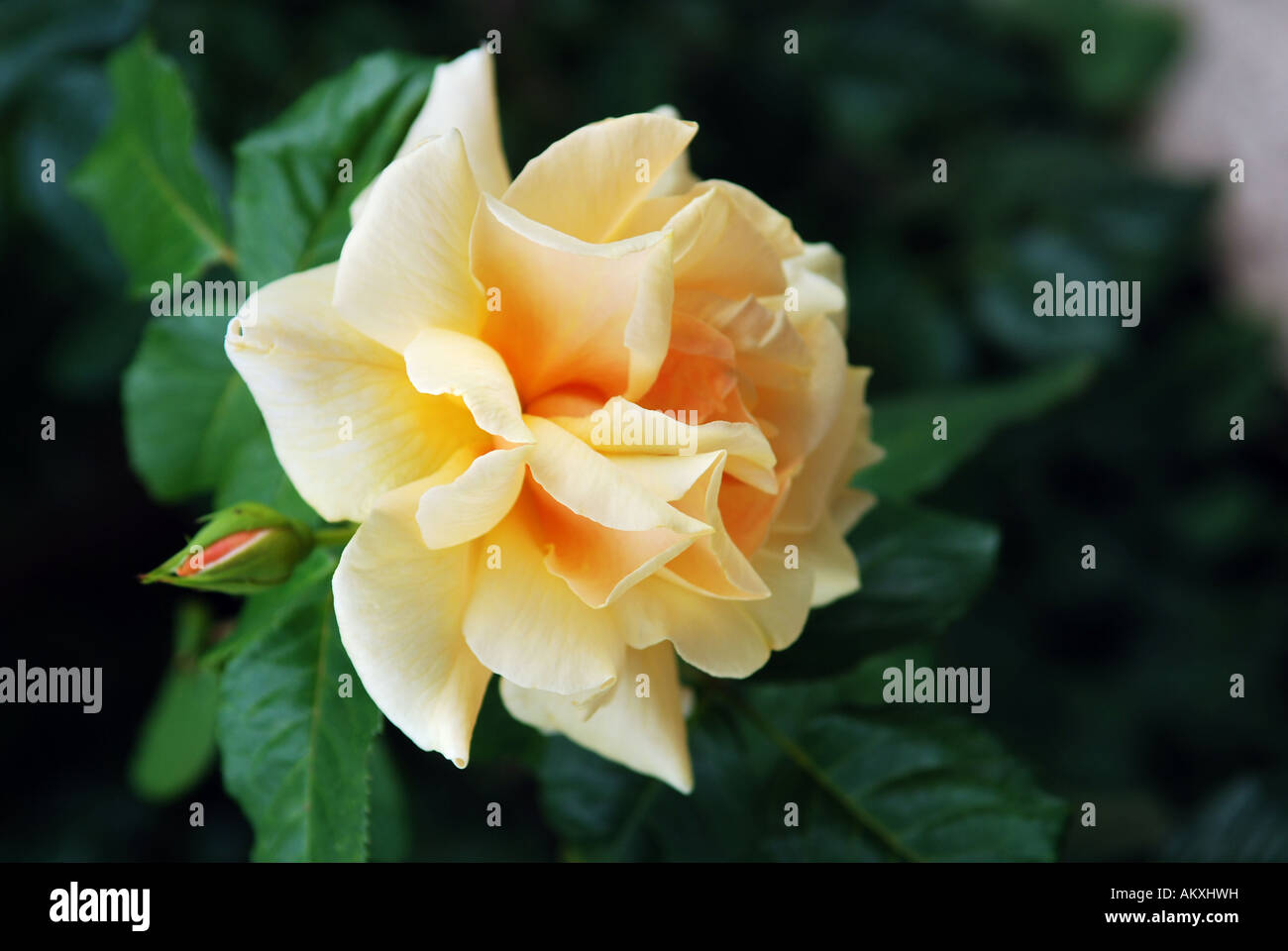 Yellow rose flower Stock Photo