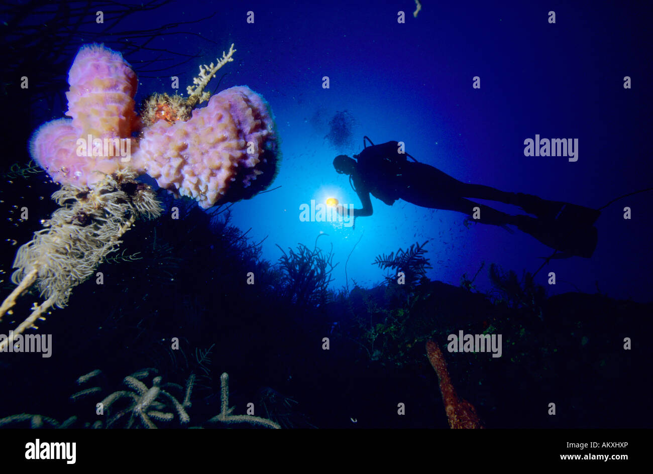 Diver in the coral reef lights up an sponge. Stock Photo