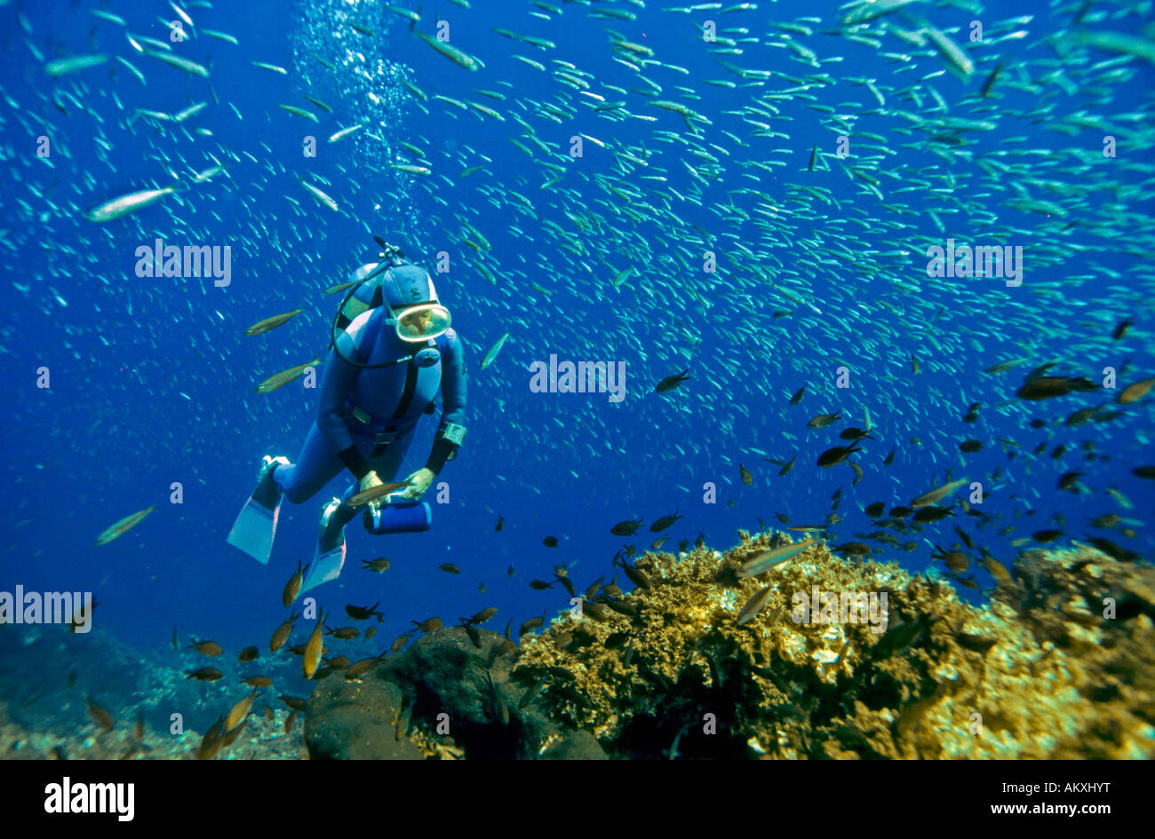 Diver is swimming with sardines Turkey, Mediterranean Sea. Stock Photo