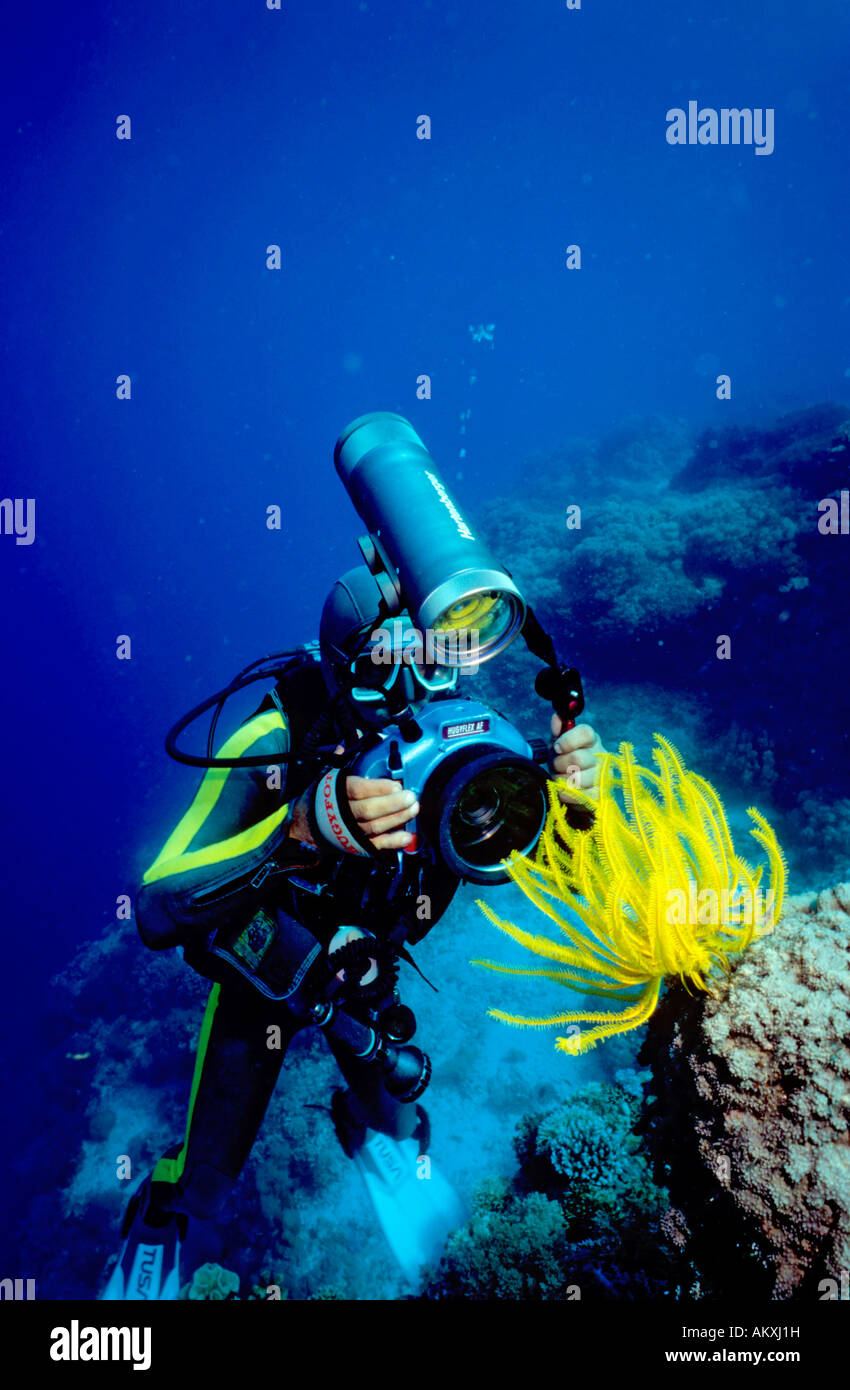 Diver takes a photo of a Feather star, Crinoid. Stock Photo