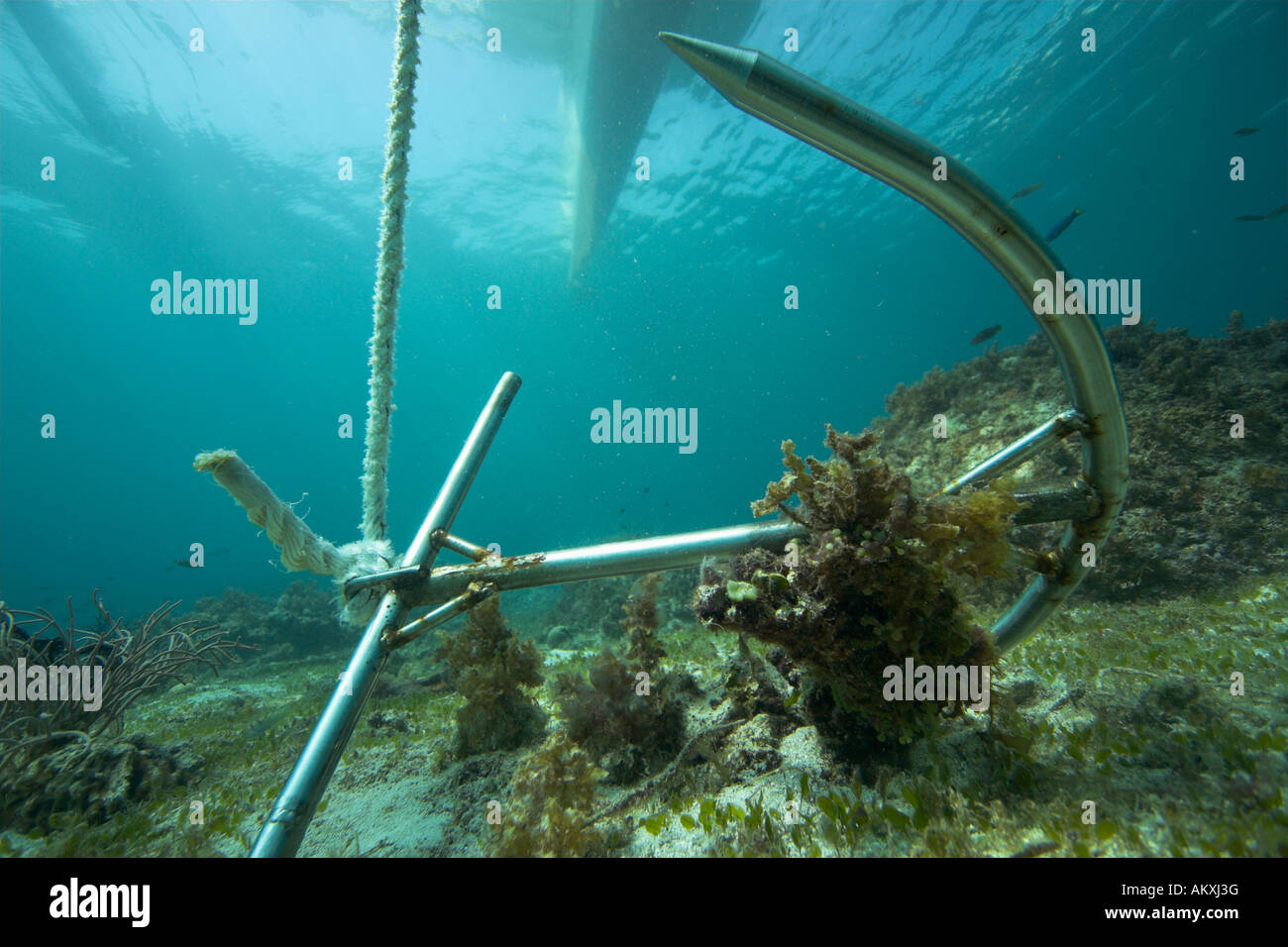 Anchor in a coral reef, Asia, Philippines. Stock Photo