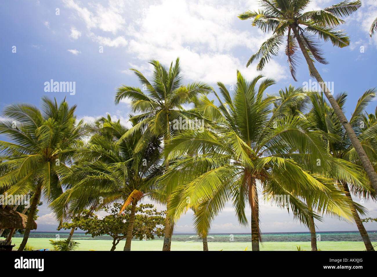 Palmtrees near the Ocean, Philippines Stock Photo - Alamy