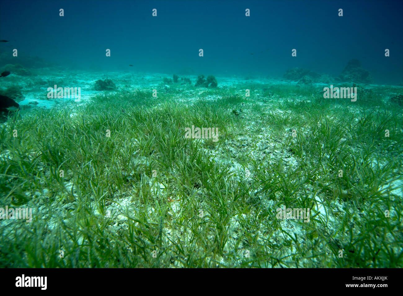 Sea bottoms covered with sea grass in shallow water. Stock Photo