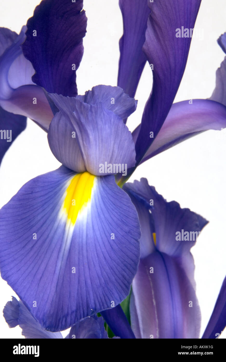 Iris plant flower flowers petals blue yellow white Stock Photo