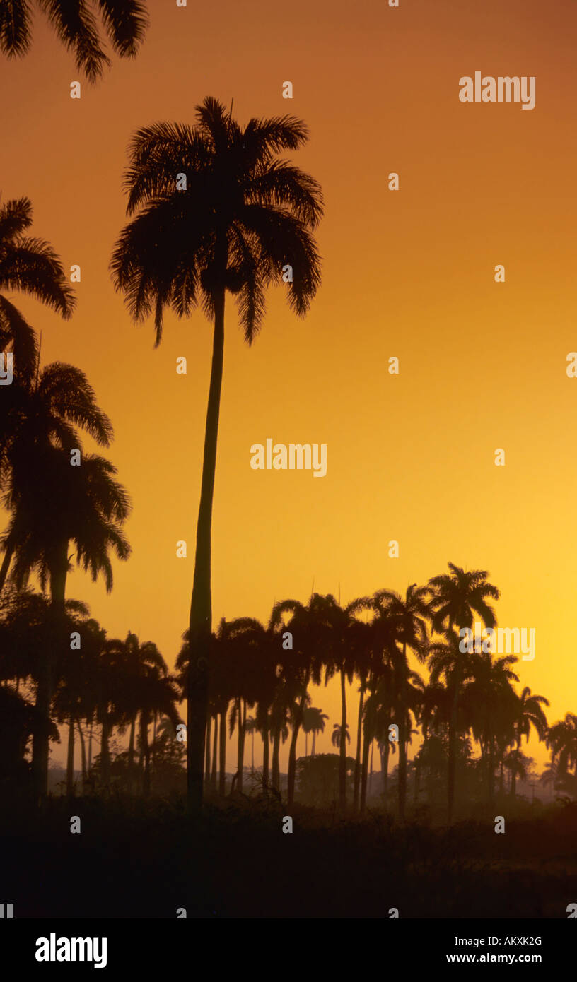 Palmtrees in the morning light, Cuba Stock Photo
