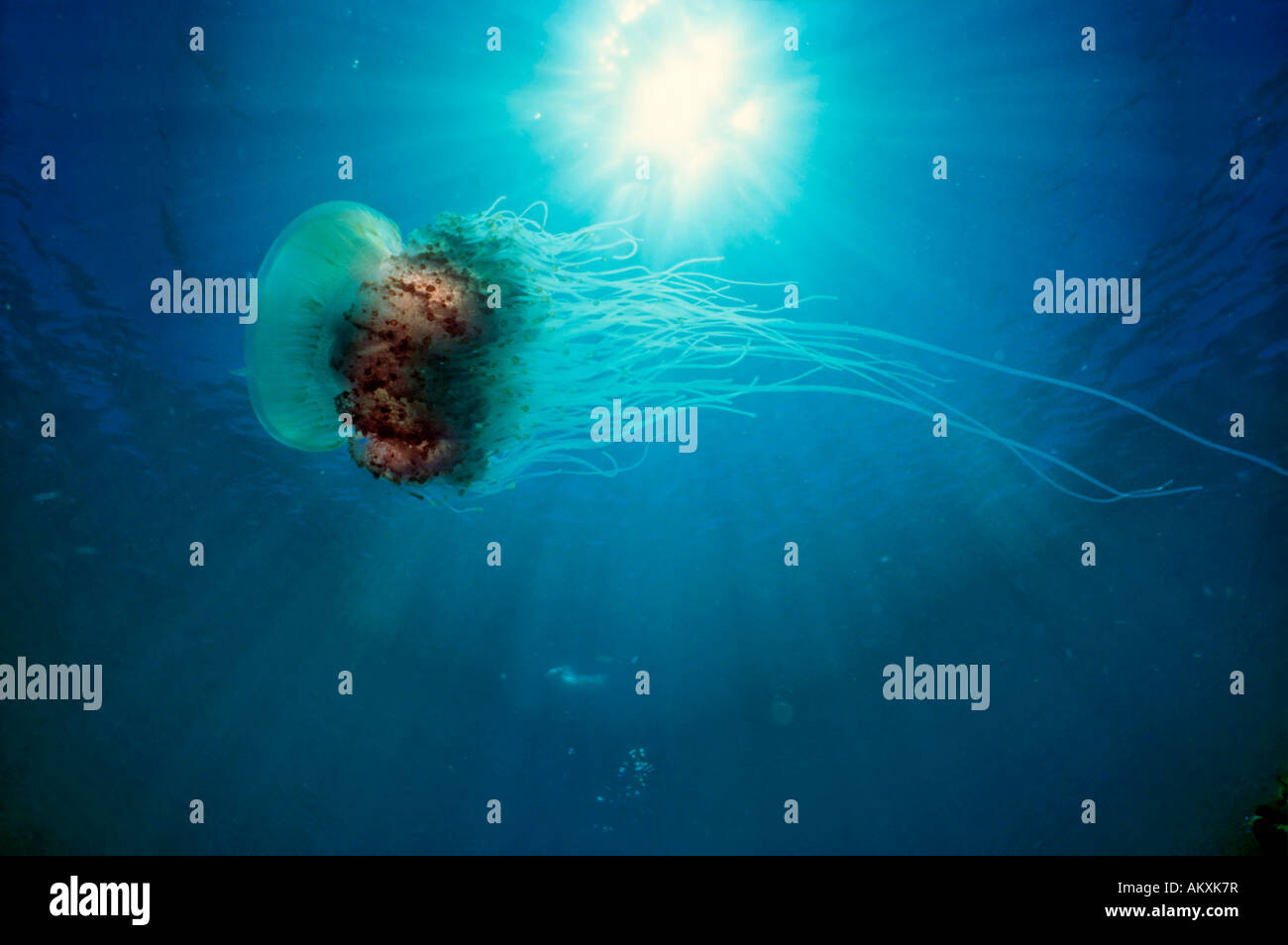 Fried egg jellyfish, Cotylorhiza tuberculata, Philippines Stock Photo