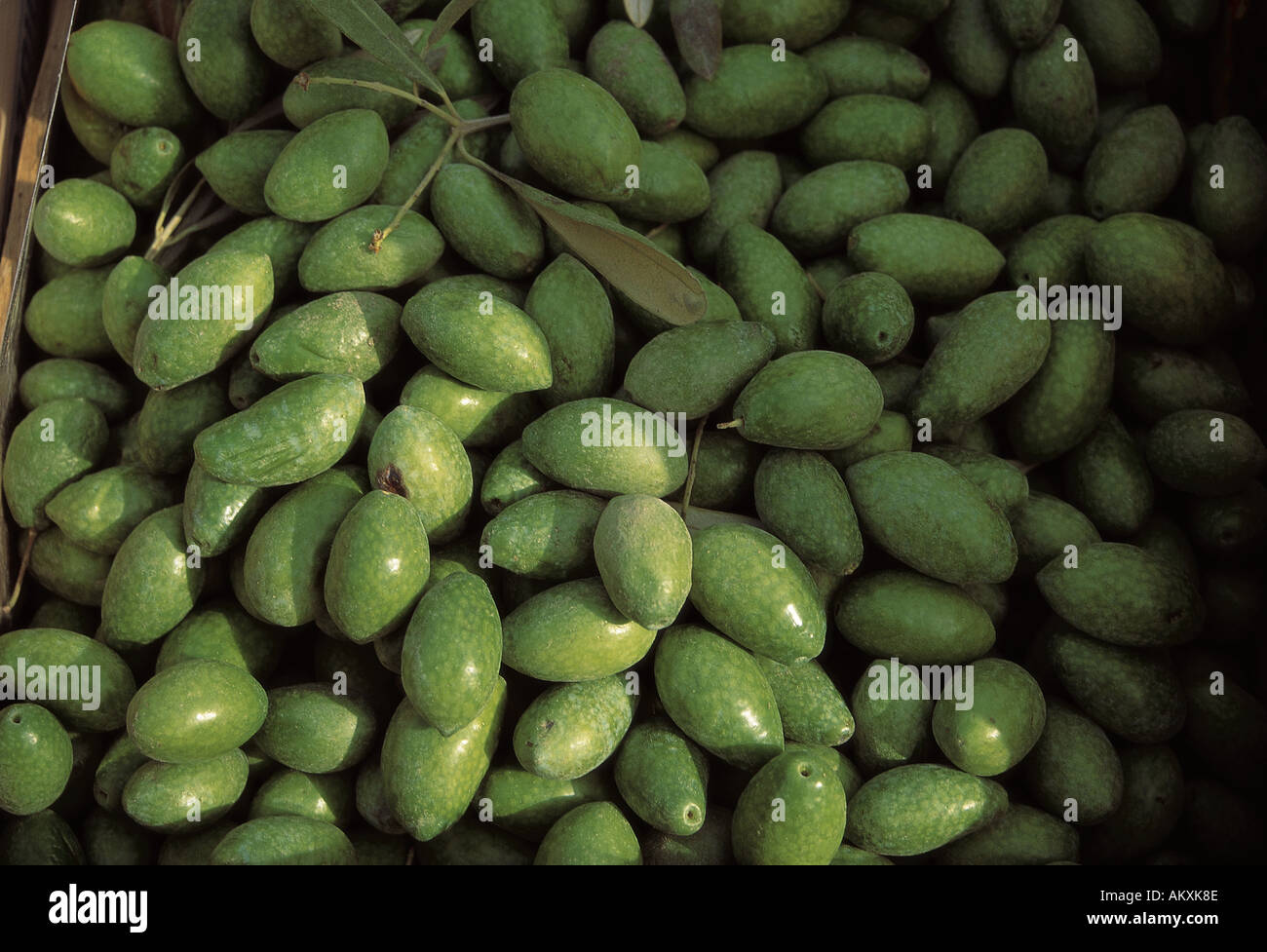 Green olives in Tuscany Stock Photo Alamy