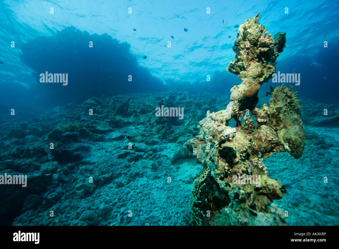 Dead coral reefs, destroyed corals, caused by waves. Stock Photo